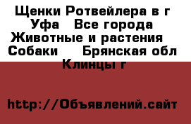 Щенки Ротвейлера в г.Уфа - Все города Животные и растения » Собаки   . Брянская обл.,Клинцы г.